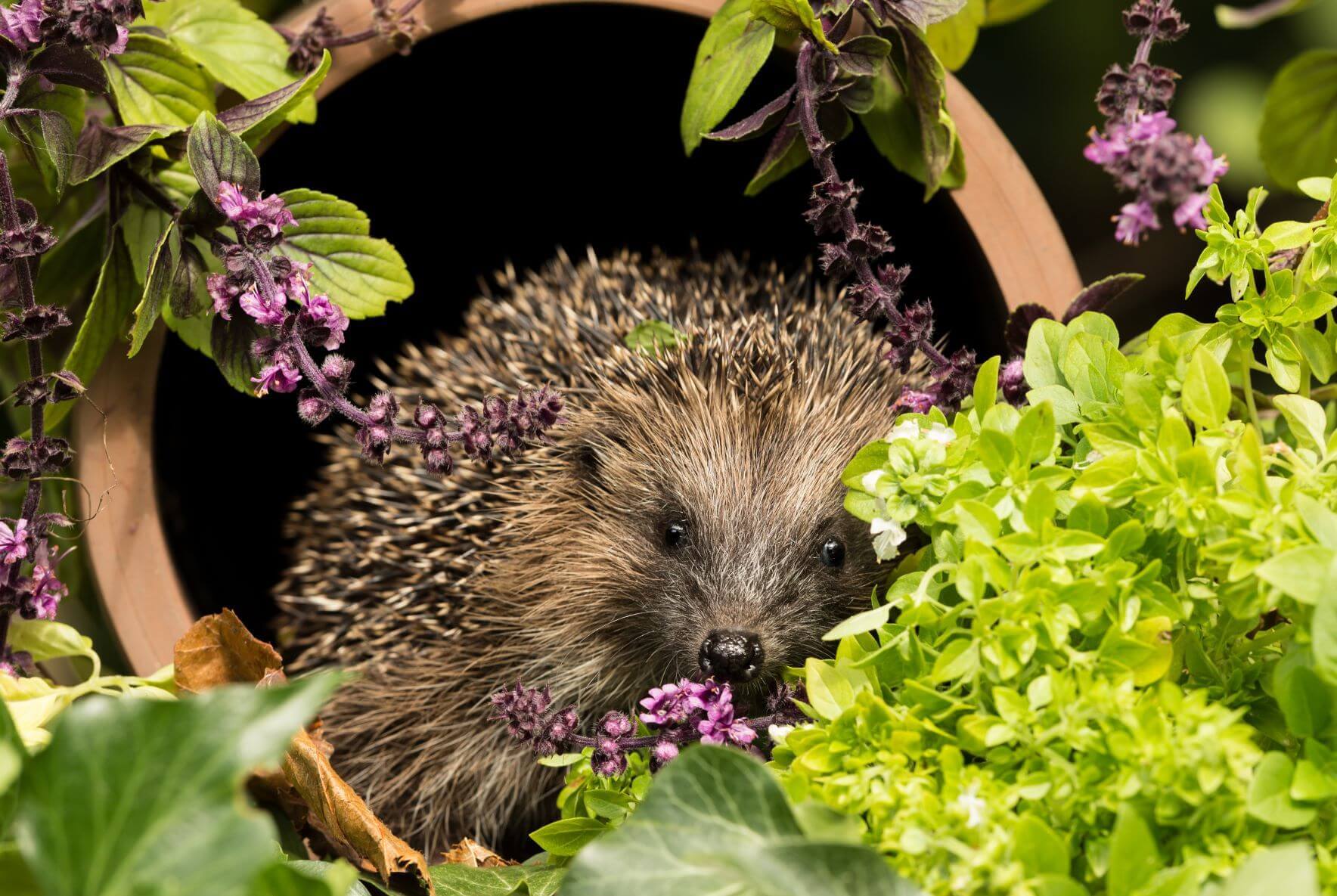 porcupine in a pot with green plants and purple flowers