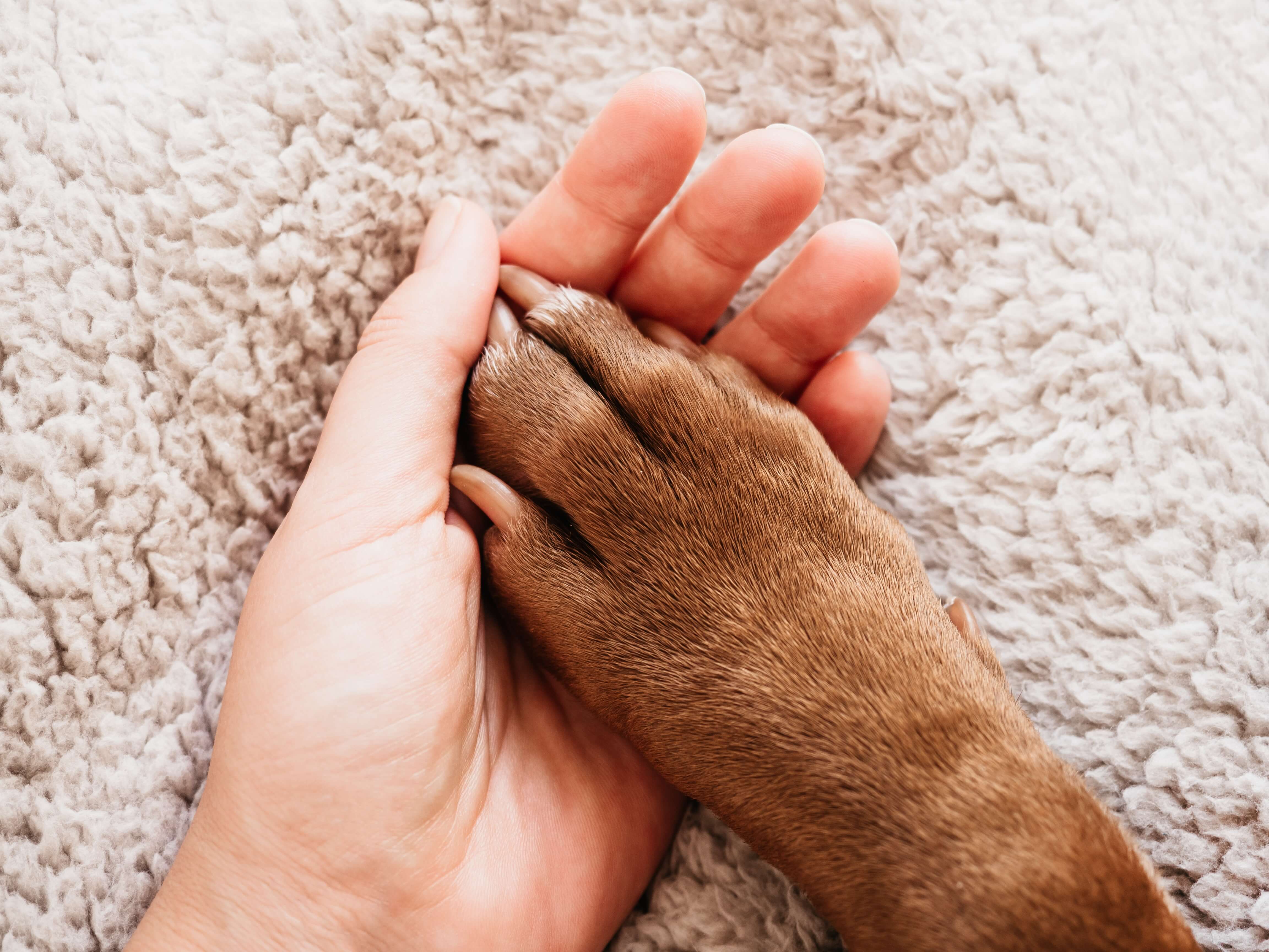 human hand holding a dog paw